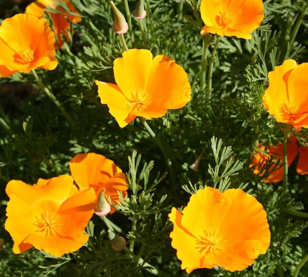 ORANGE CALIFORNIA POPPY SEEDS 600+ ANNUAL flower GARDEN Eschscholzi Californica