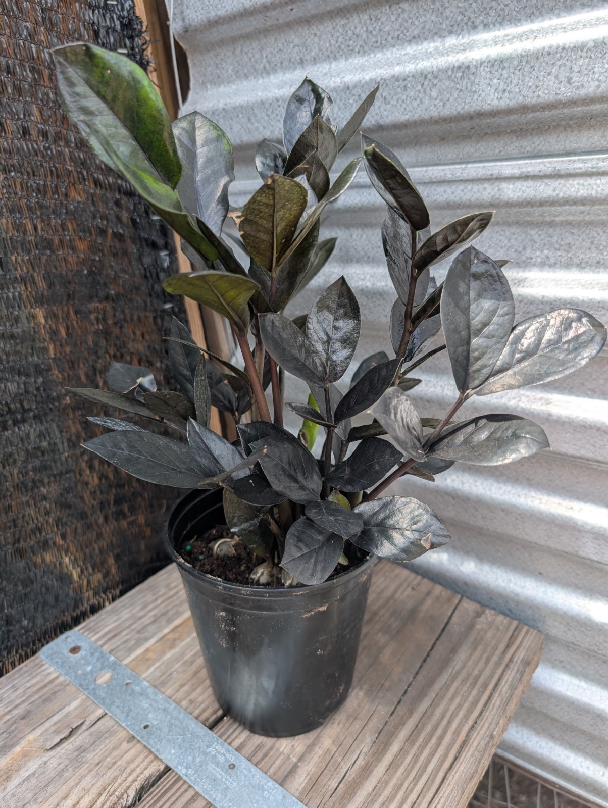 Large Black Raven ZZ Plant Zamiifolia Zamioculcas Plant 6″ Pot Plants Rare
