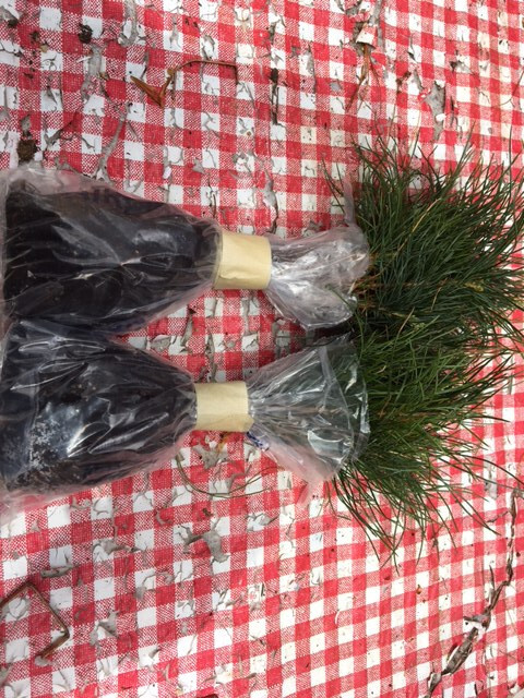60 Wedding Favors Live White Pine Starter trees 6″-8″in.tall transplant seedling