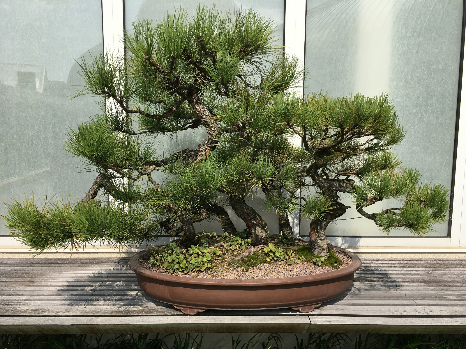 Ponderosa Pine potted tree seedling Landscape, Timber Tree, Bonsai