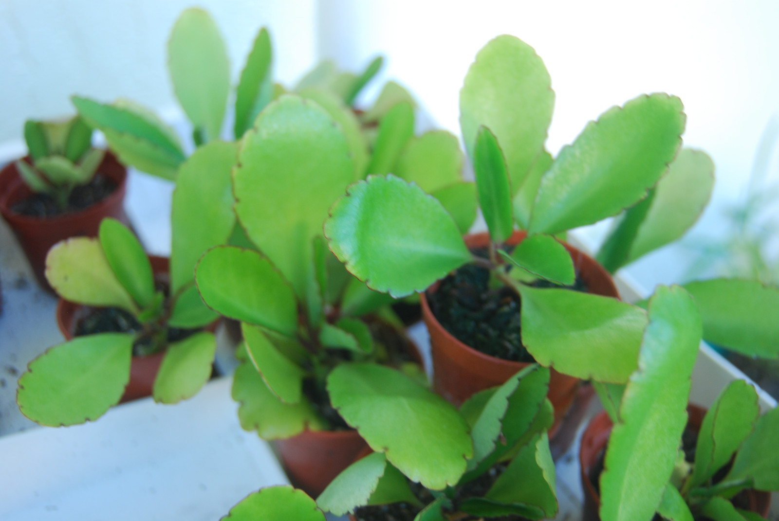Kalanchoe Pinnata Plant Miracle Leaf Wonder of World Hawaiian Love Katakataka