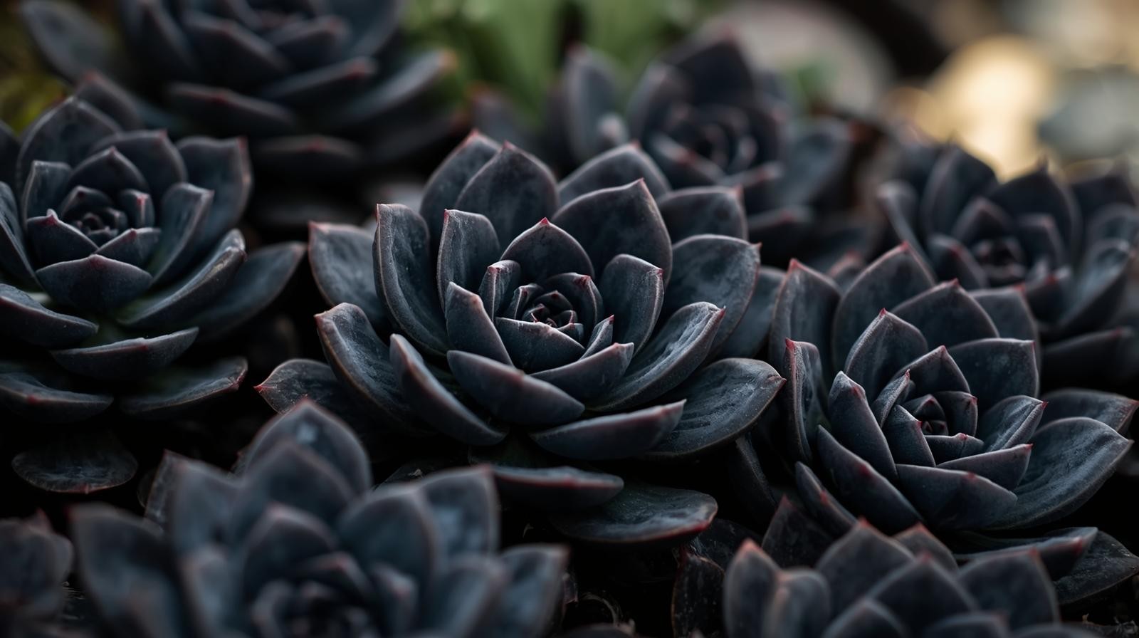 Echeveriaaffinis Black Knight