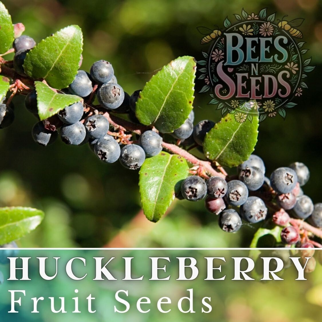 Dusk Huckleberry Seeds 125, 300 or 500 Seeds Flower, Flower Seeds, Non GMO