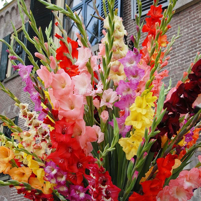 Grower Special Mix Gladiolus Flower Bulbs – 100 Bulbs Assorted Colors – Make Gre