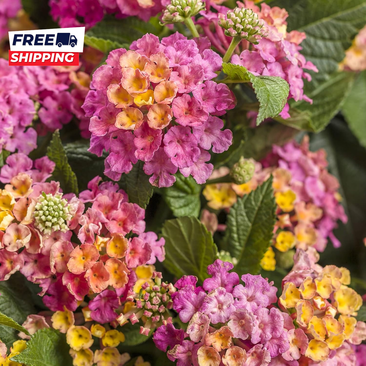 Lantana Flower Seeds for Planting 300+ Mixed Color Flower Seeds to Plant Great