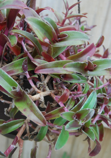 Cyanotis Obtusa Trimen – Purple & Green Wandering Jewel Tradescantia Companion