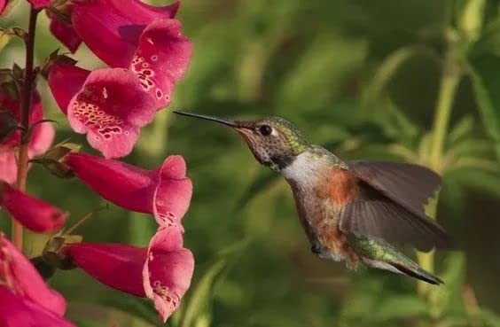 Sow in Spring/Fall. Mixed Wildflower Seeds – Butterfly and Hummingbird Mix