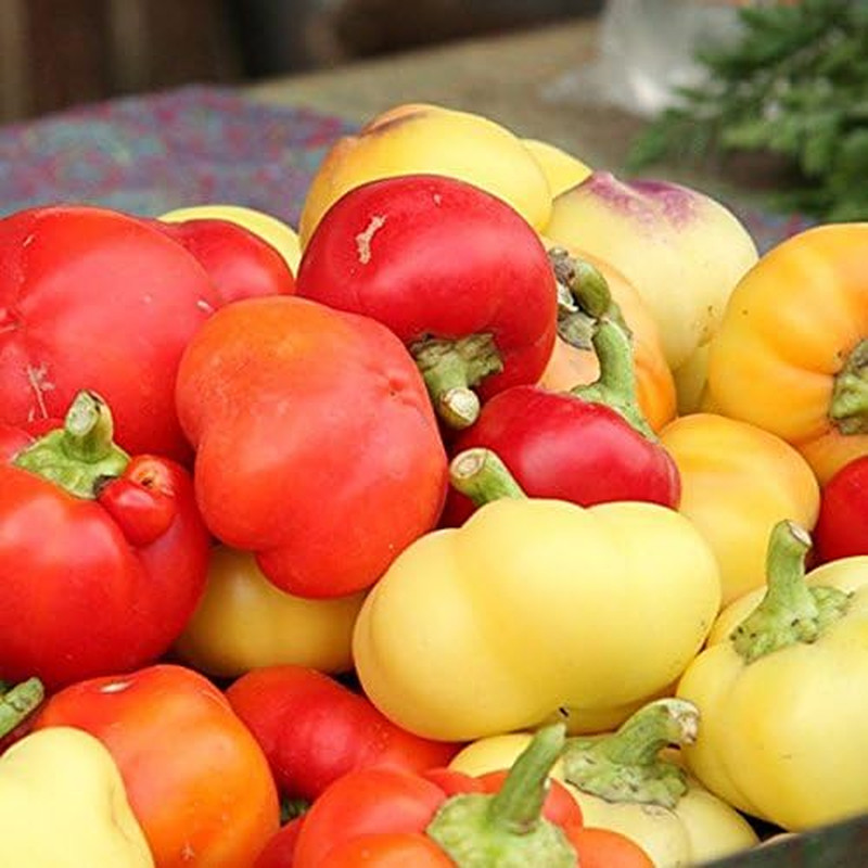 Alma Paprika Sweet Pepper Premium Seed Packet + More