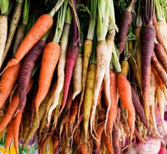 150 Rainbow Blend Carrot Seeds – Non-GMO