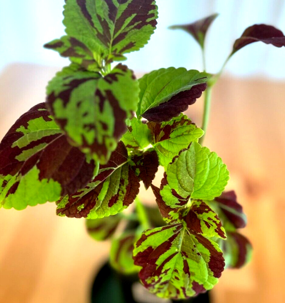 Rare Mosaic Coleus Rooted Plant Genuine Fast Shipping Live Flower best offer