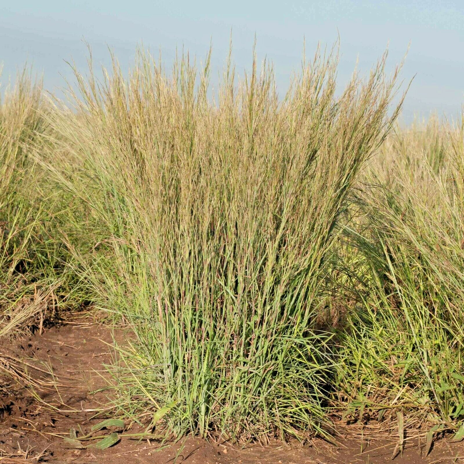 500+ LITTLE BLUESTEM Seeds Native Prairie Grass Ornamental Perennial Fall Colors