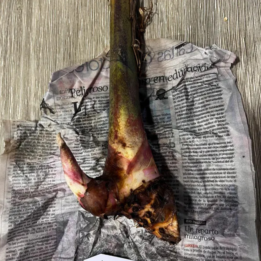 Set 2 The Wagneriana Lobster Claw Rhizomes – Live Tropical Flower Rhizomes
