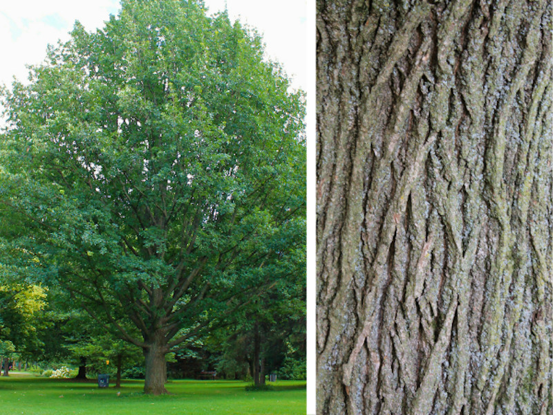 1 Bur Oak Tree 12-24″ Quercus macrocarpa Bare Root