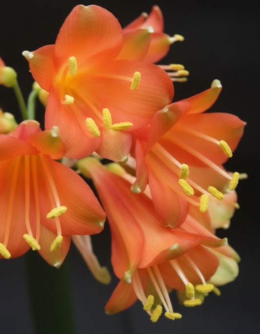 Clivia interspecific Nimbicola x Bengi Bronze one plant