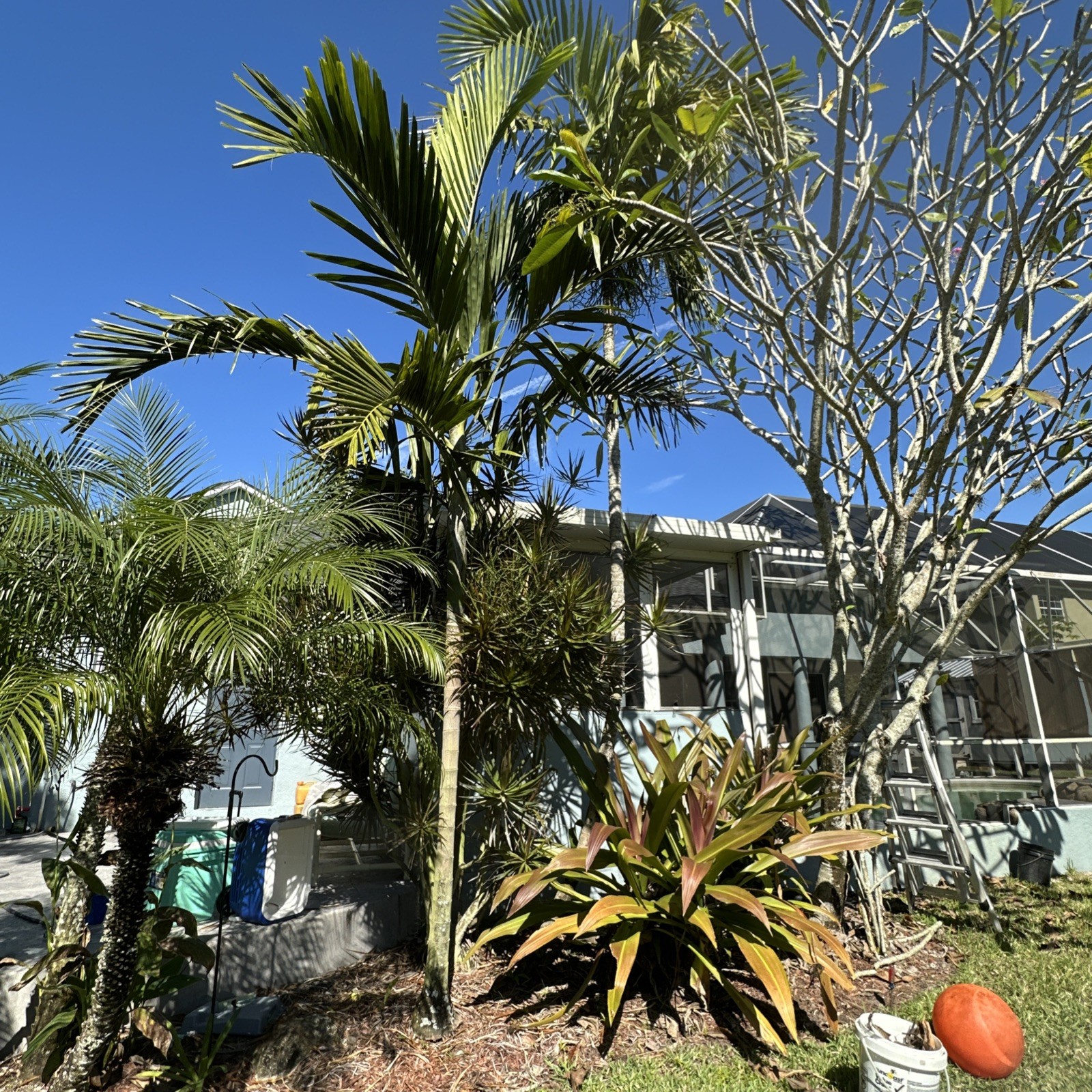 2 Alexander Palm Seedlings, Archontophoenix alexandrae