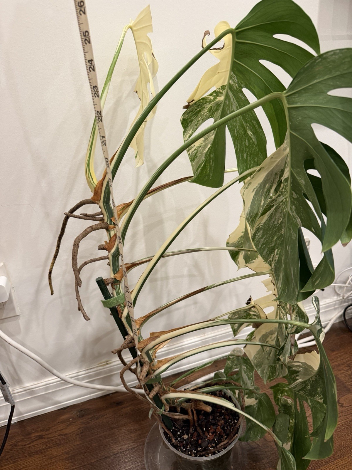 Large Monstera Albo 30”+ Plant NYC local pickup EXACT PLANT