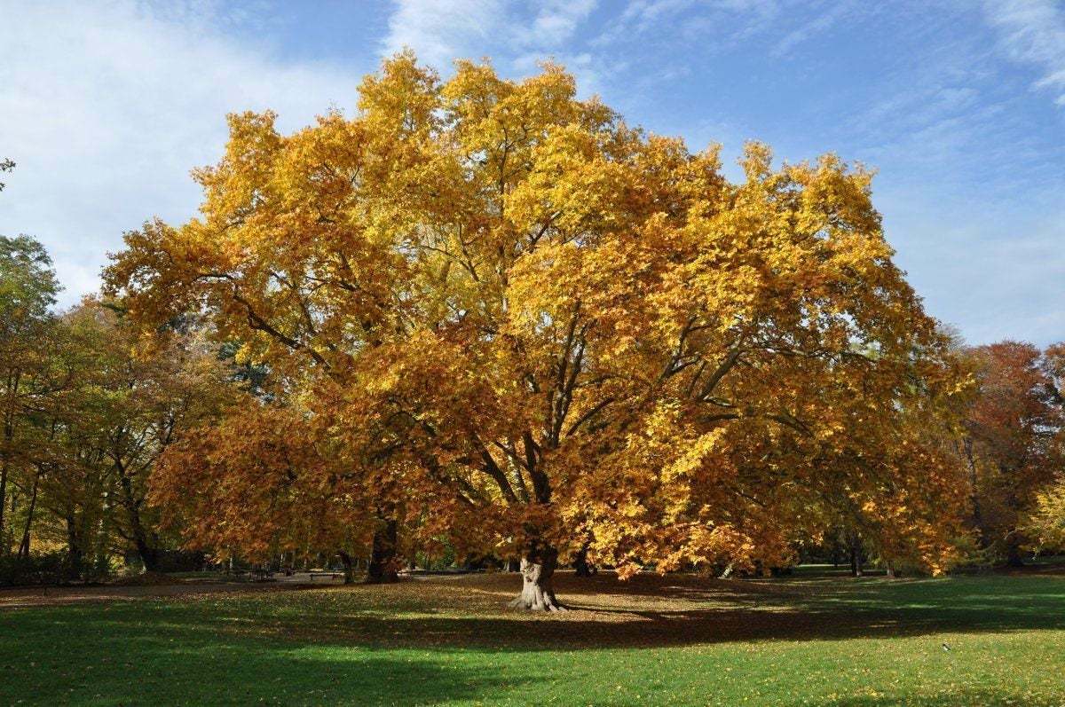2 American Sycamore Trees – Live Plants – 10-12″ Tall Seedlings – Quart Pots