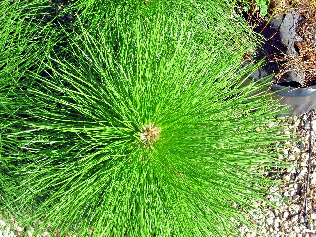 Slash Pine Tree | Premium Seeds | Pinus elliottii | Plants’®