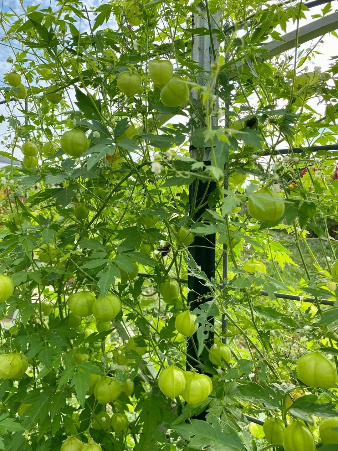 Balloon Vine( Love in a Puff) Seeds  25 Seeds