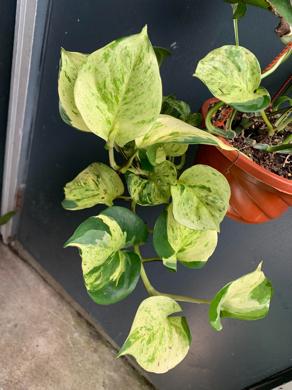 Manjula Pothos Live Plant 6″ Hanging Pot Rooted Variegated Epipremnum Aureum