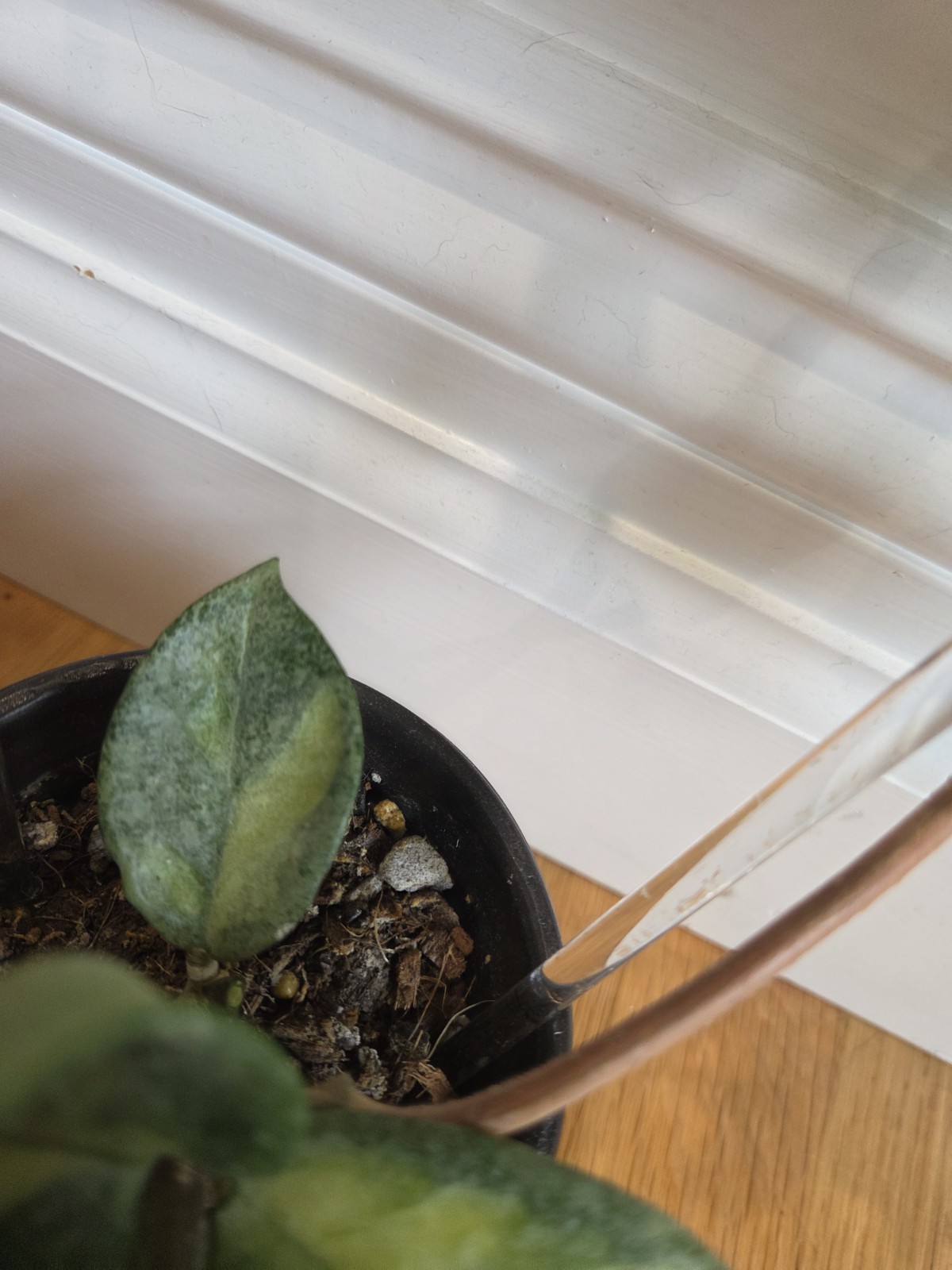 Hoya Argentea Princess fully established plant