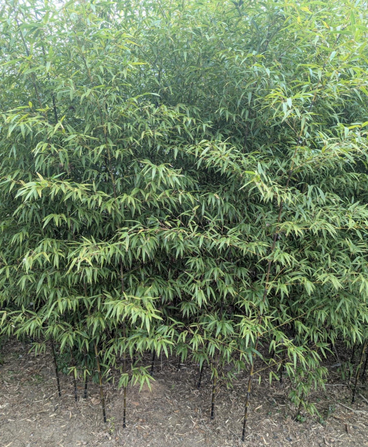 URGENT—Collector-Grade Black Bamboo Phyllostachys nigra Two 12″-14″Live Rhizomes