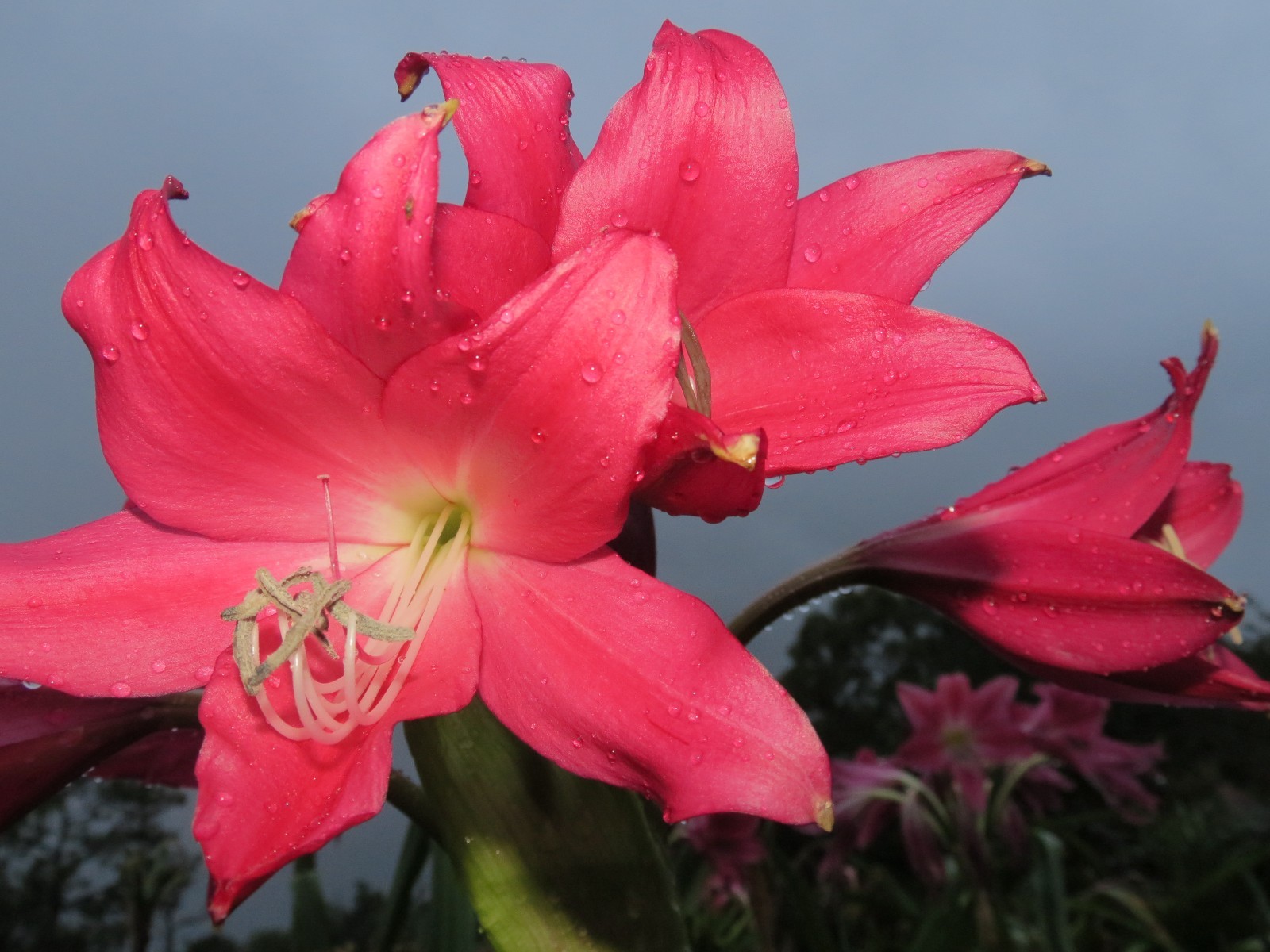 Crinum Lily, Oh, This is Outrageous, jumbo, blooming-size bulb, NEW, RARE