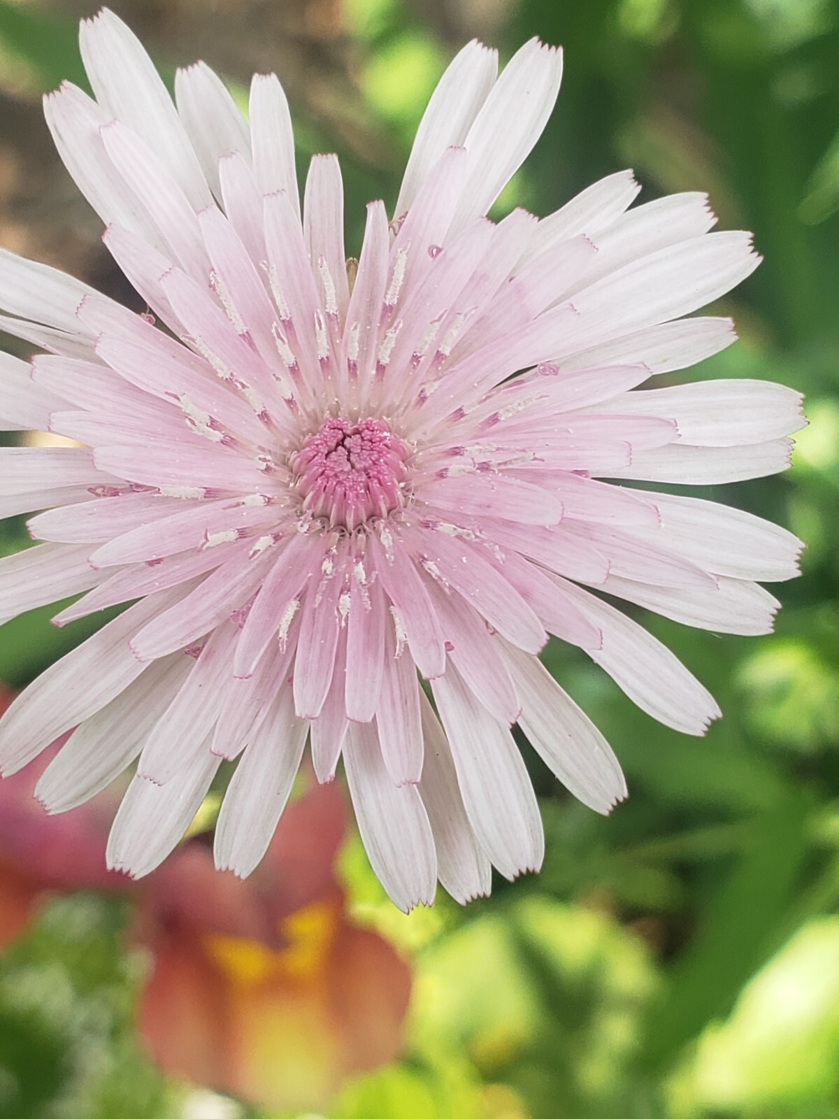 Pink Hawksbeard / Crepis Rubra Flower – 25 seeds, fast growing and bright pink!