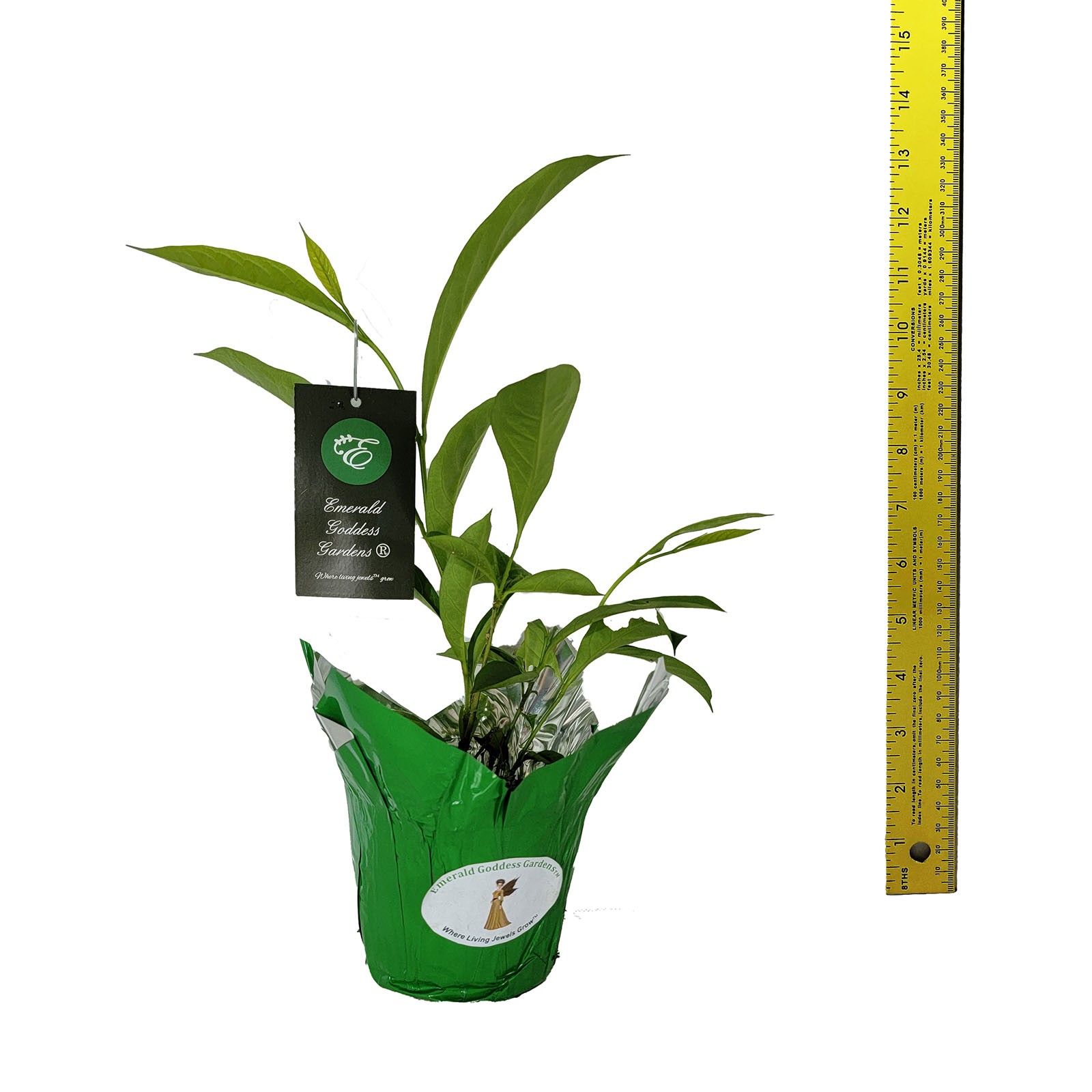 YESTERDAY TODAY TOMORROW Semi-Tropical Flowering Shrub Plant Purple White Lav