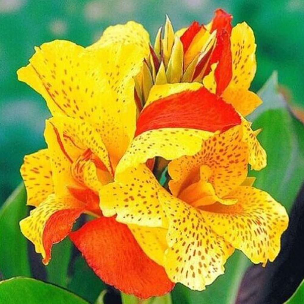 10pcs Canna Lily Seeds x Generalis Cleopatra Ornamental Plant yellow