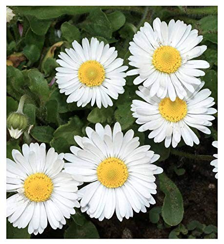 White English Lawn Daisy Mix, Lawns and Borders – 1000 Seeds – Bellis Perennis