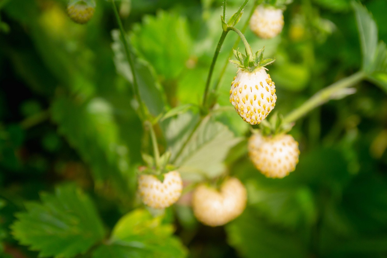 20 ‘ PINEAPPLE CRUSH ‘ STRAWBERRY Everbearing Fragaria Vesca Alpine White Yellow
