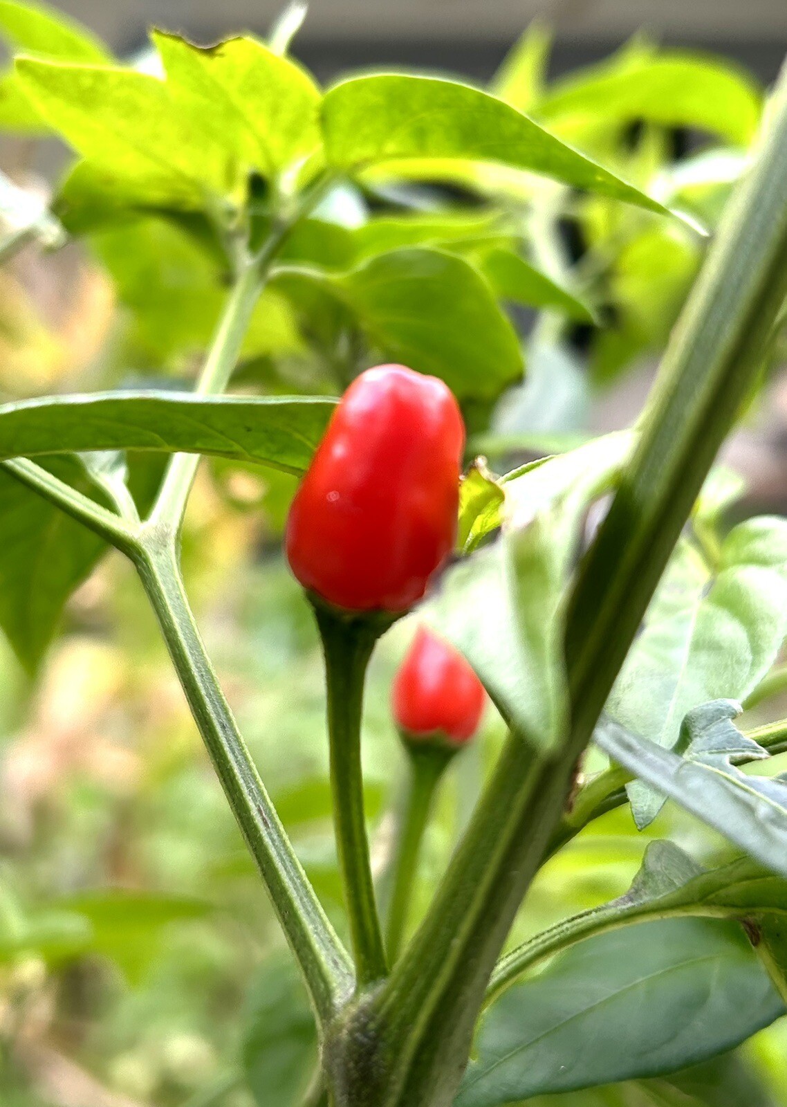 Hot Chile Pequin Chili Pepper – 25 Seeds 2024 – USA