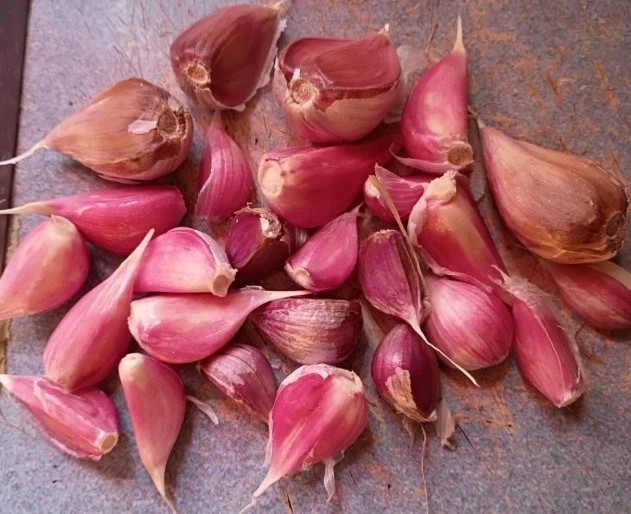 25 Organic German Red Hard neck Garlic Cloves For Planting 2026 USA