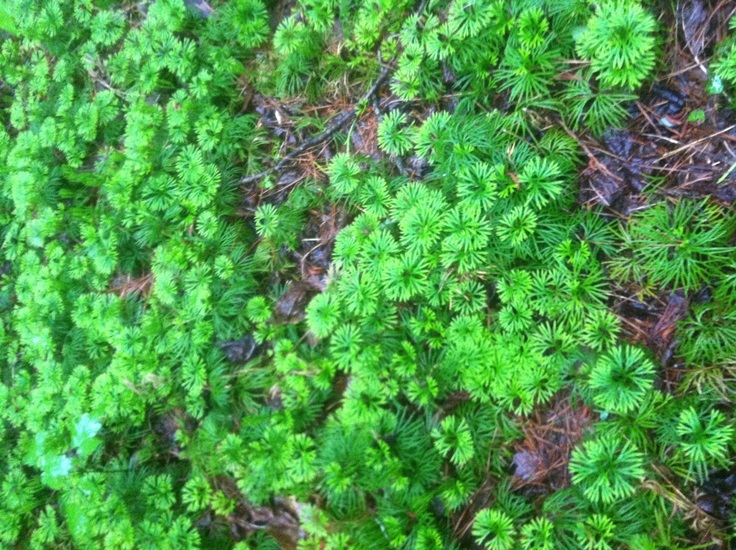 Ground Cedar Evergreen Ground Cover Fern 12ft starter vine seedlings Item