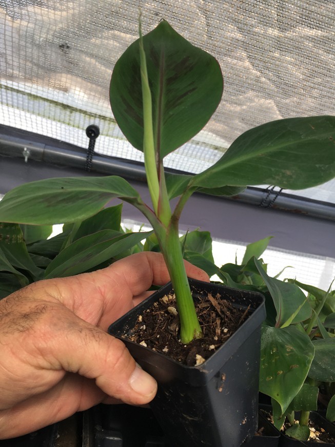 FHIA-02 Mona Lisa Banana – Dessert Banana – RARE Dwarf Banana