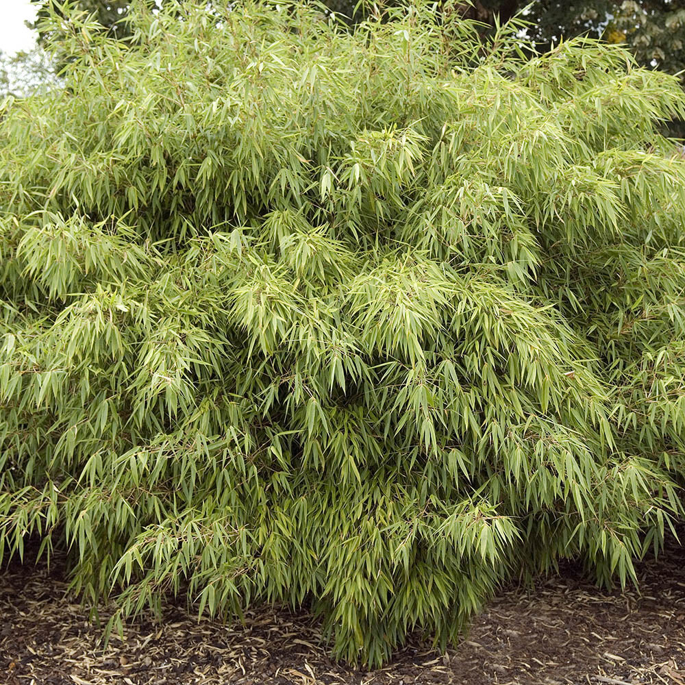 Fargesia dracocephala ‘Rufa’ Clumping Dragon’s Head Bamboo