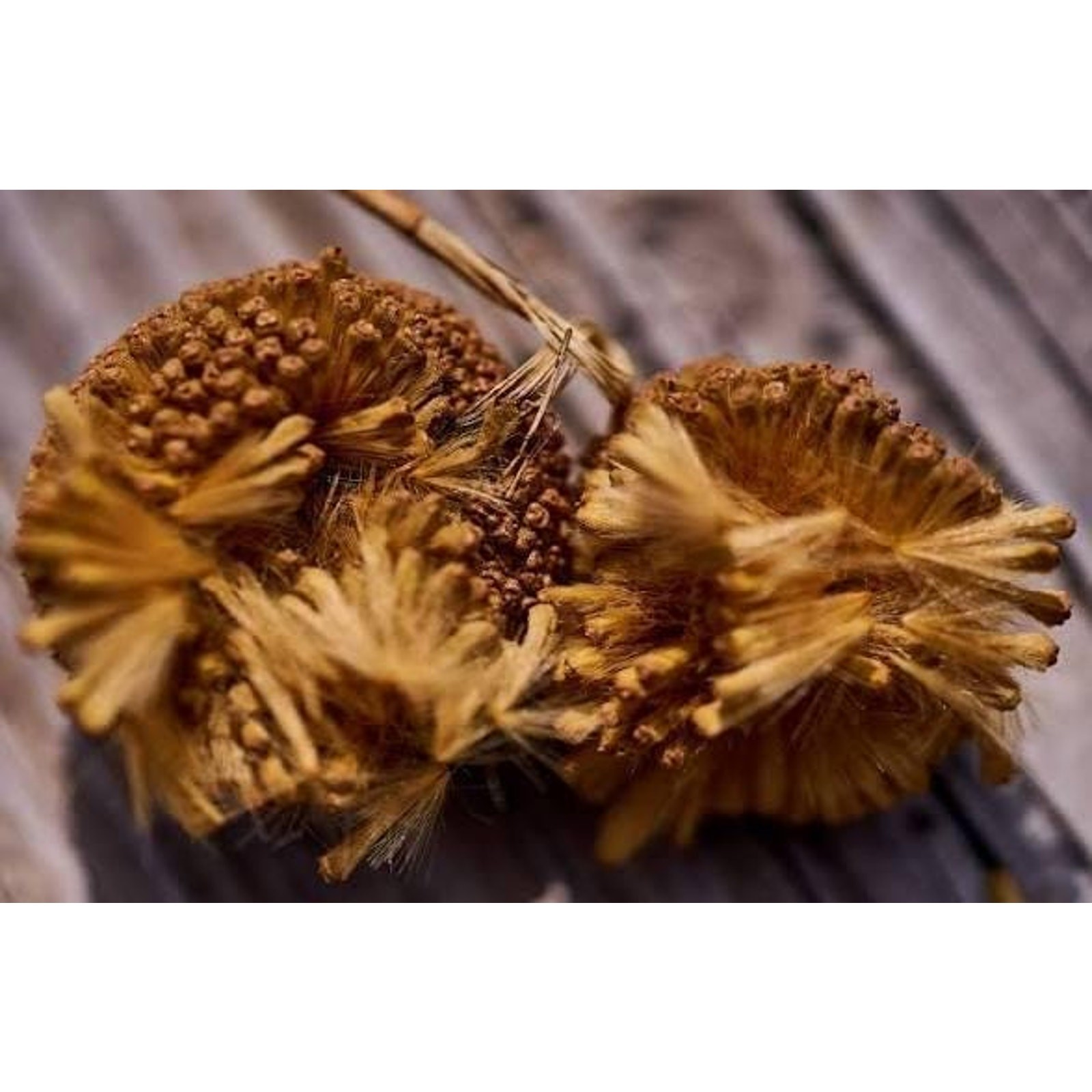 100 American Sycamore Seeds – Grow Your Own Giant Shade Trees • bulk Tree Seeds