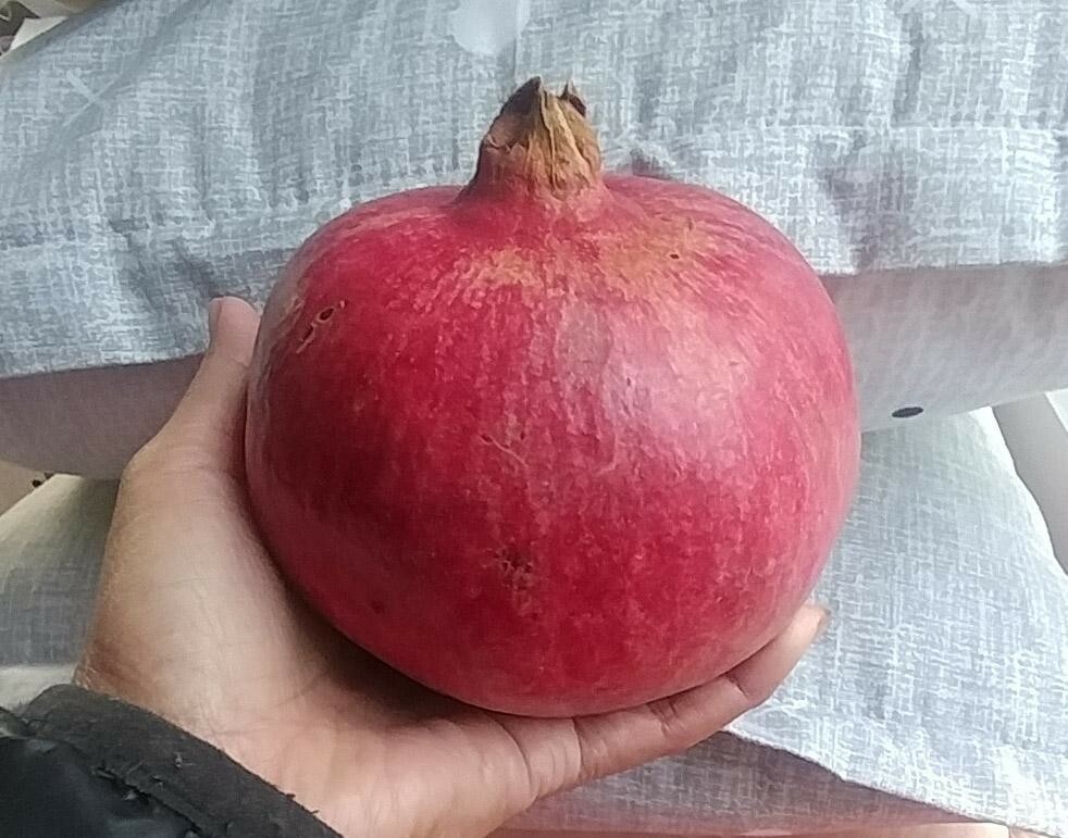 6 (six) cuttings of POMEGRANATE (WONDERFULL) 8″-12″ for propagation (no root)