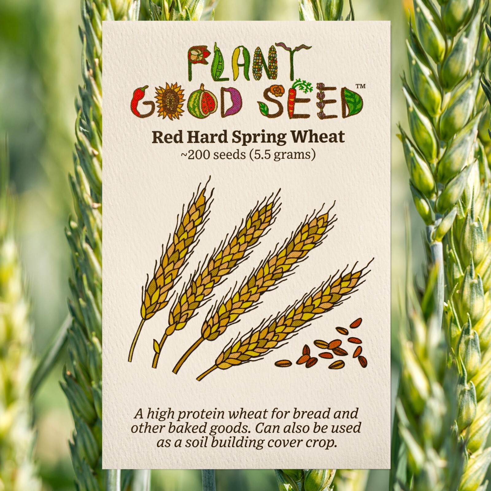 Hard Red Spring Wheat Grass Seeds – Certified Organic USDA – Wheat Cover Crop