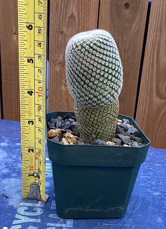 Beautiful-Mammillaria Crucigera RARE!!! Cactus (Own Roots) -Sold Potted As Shown