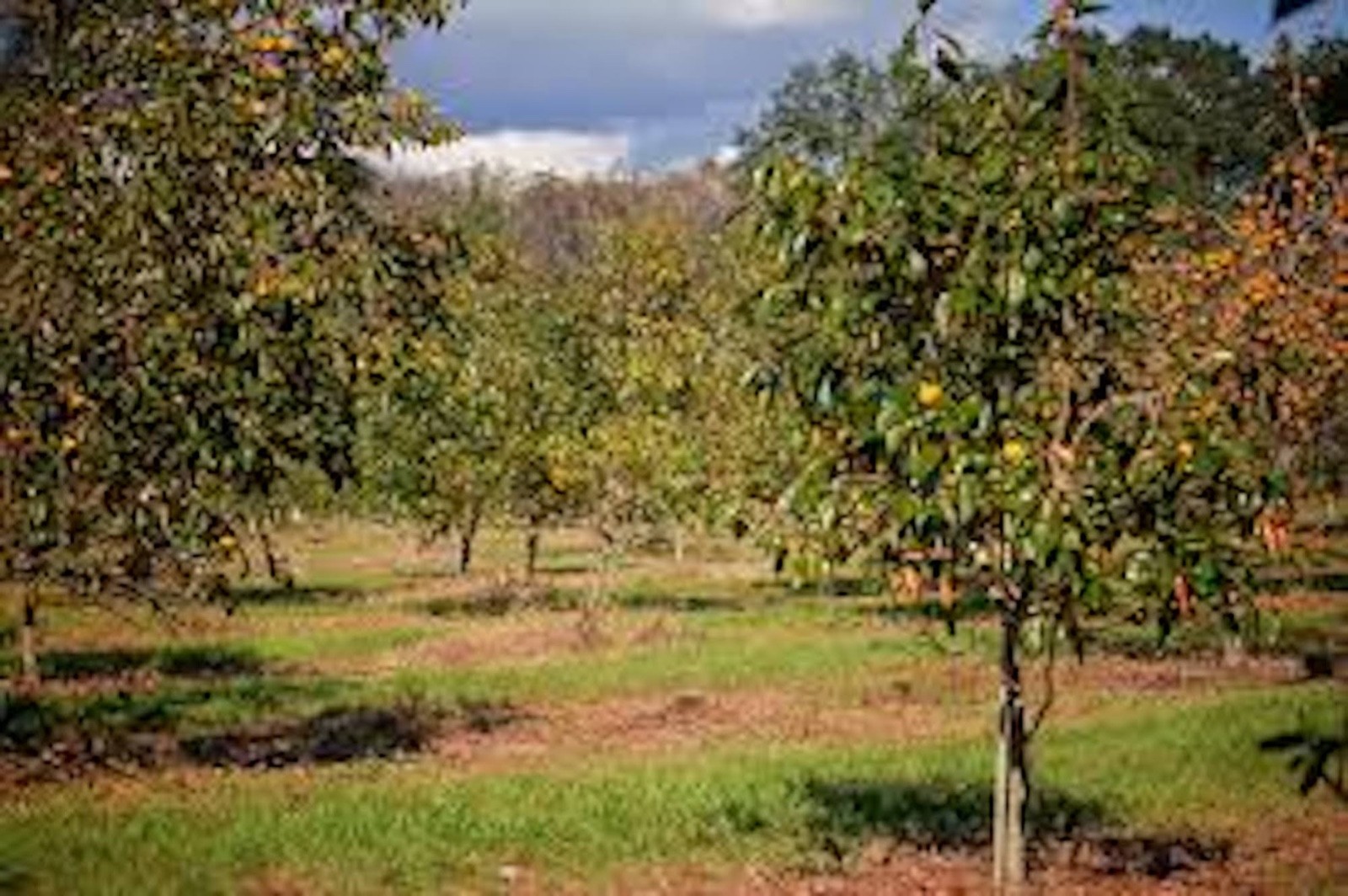 1 Persimmon Tree 12-24″ Tall American Native Diospyros Virginiana Bare Root