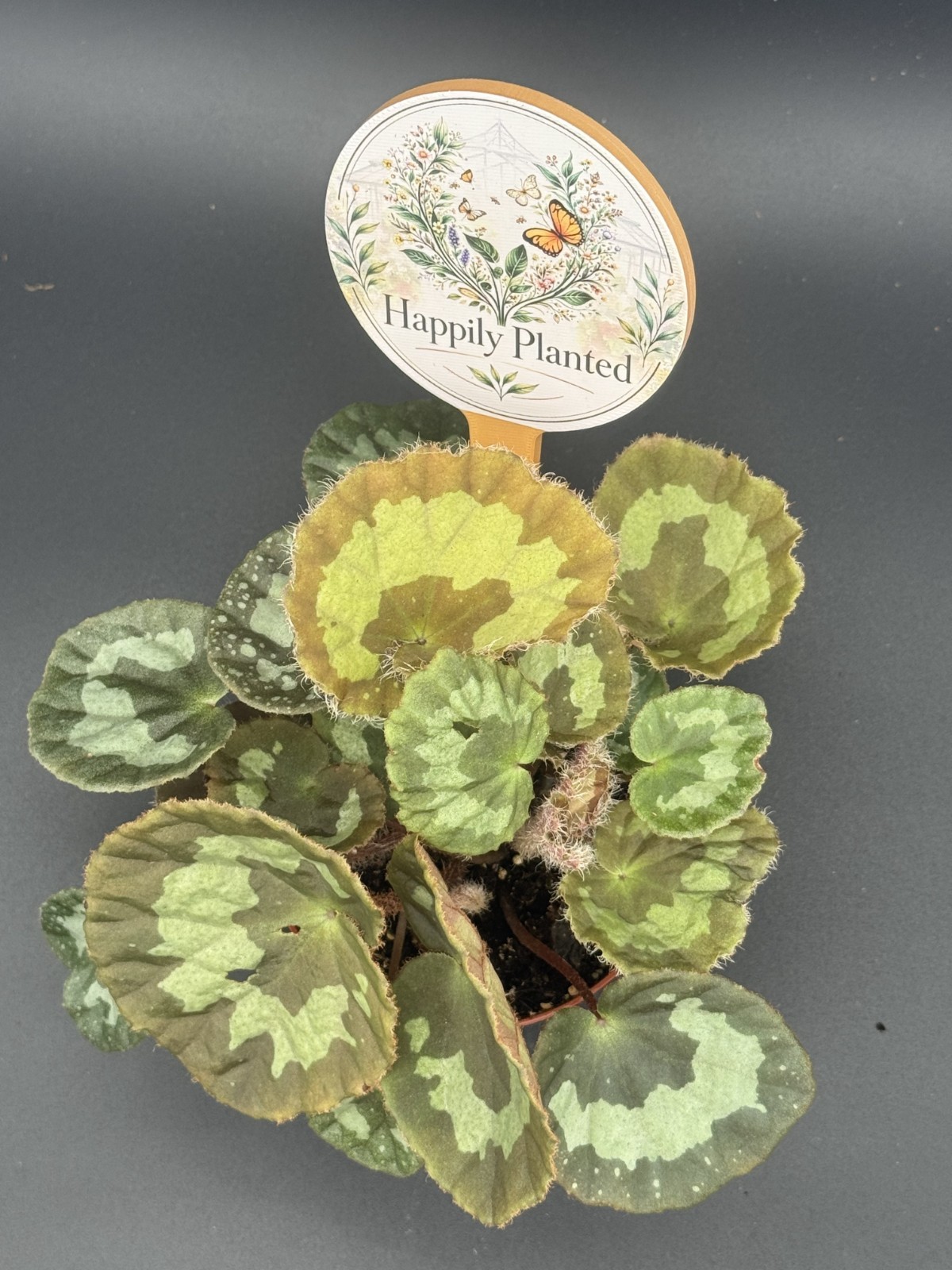 Jingxiensis Var Mashanica Begonia – 4″ Pot Live Plant – Free Shipping