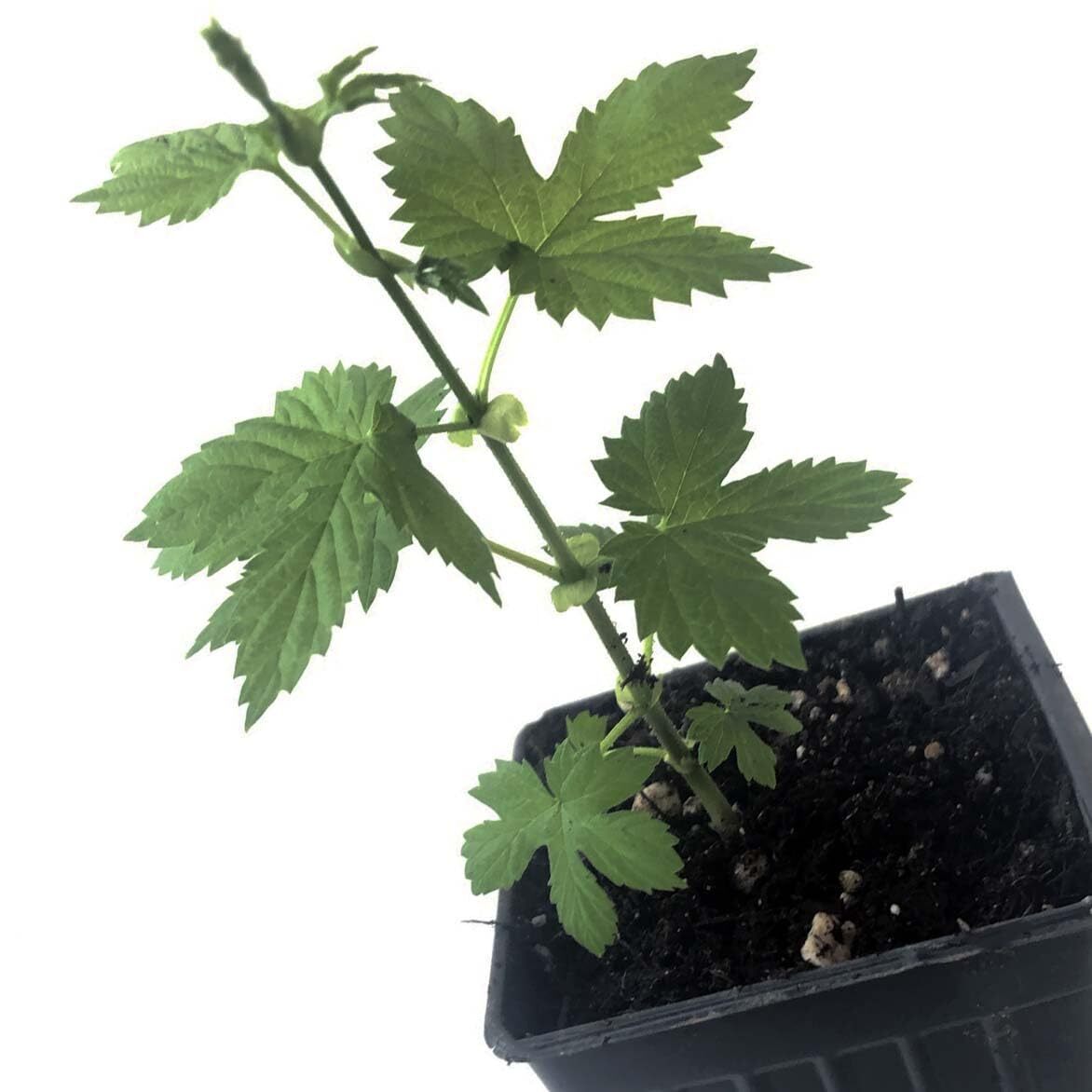 Smoke Camp Crafts Cascade Hops Plant (Humulus lupulus) in 2.5 inch Pot |
