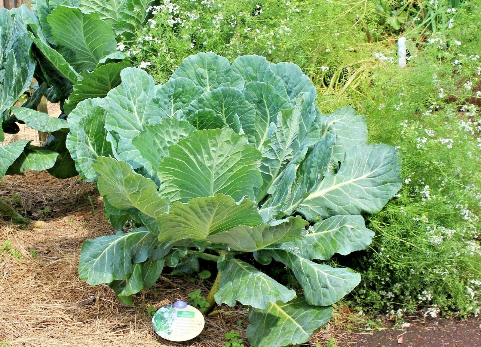 601+GEORGIA COLLARD GREENS Seeds Heirloom Vegetable Spring Fall Garden Container