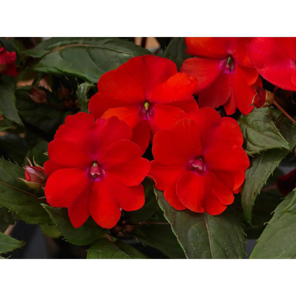 4 In. Salsa Mix Sunpatiens Impatiens Outdoor Annual Plant with Coral Pink, Hot C