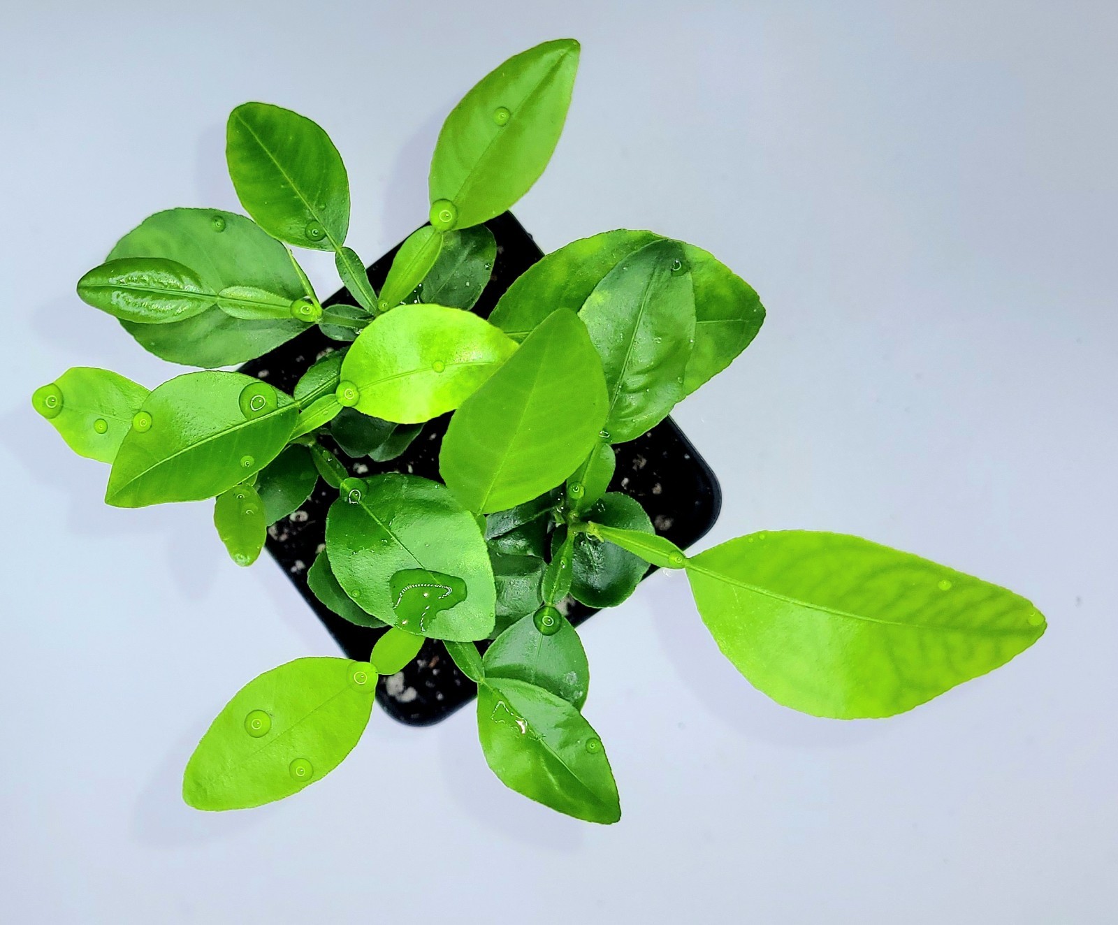 Set of 4 healthy kaffir lime plants, 2-4 inches tall.