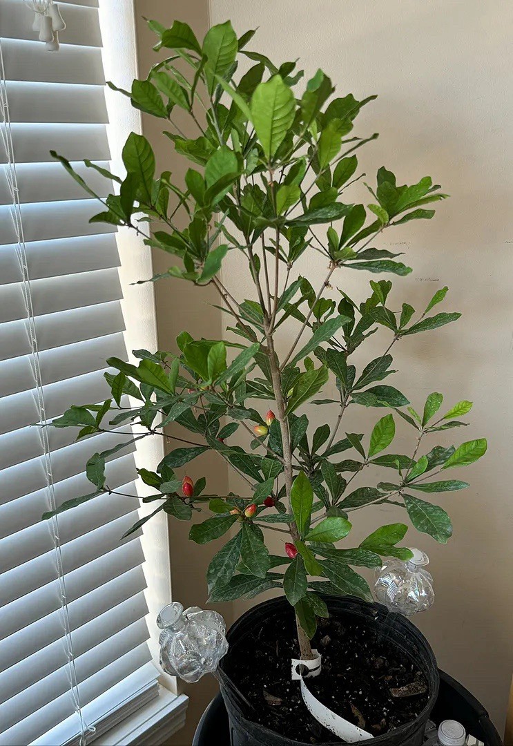 Miracle Fruit Live Plant 3Gal Size