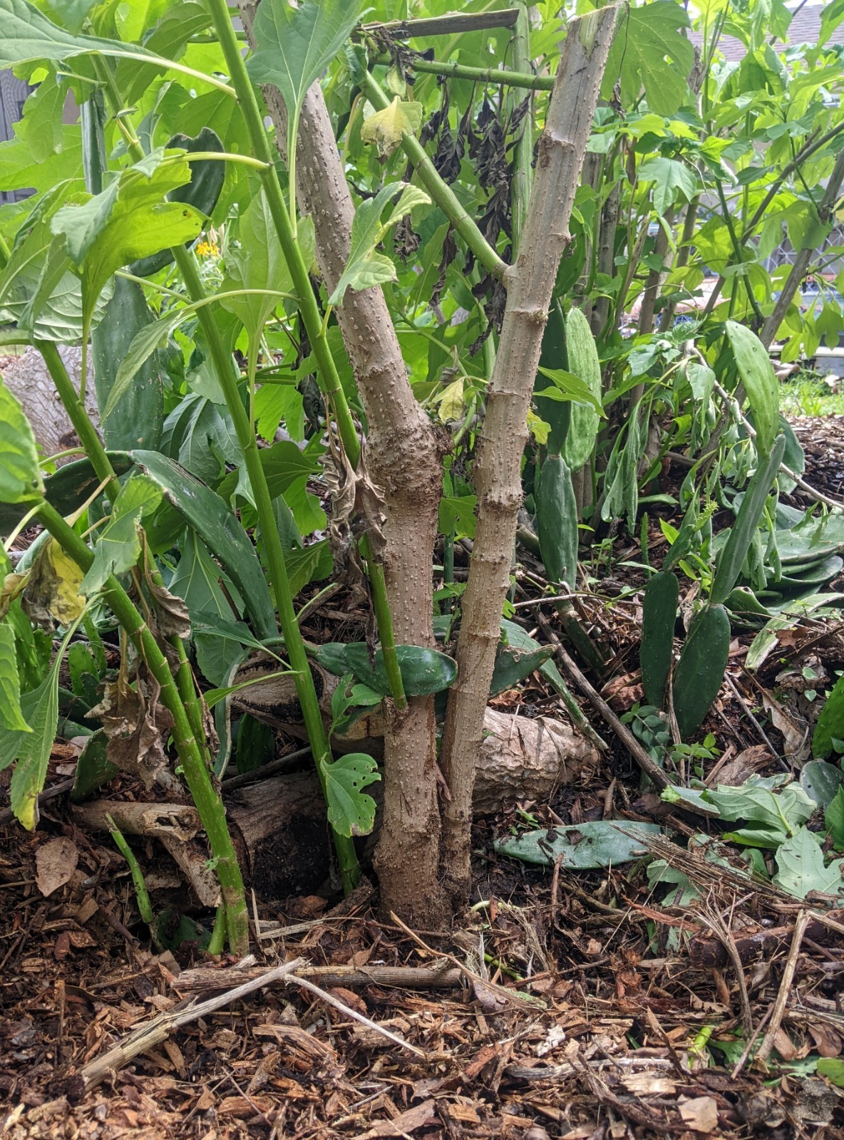 Tithonia Diversifolia – Mexican Sunflower – Live Organic Cuttings with Roots