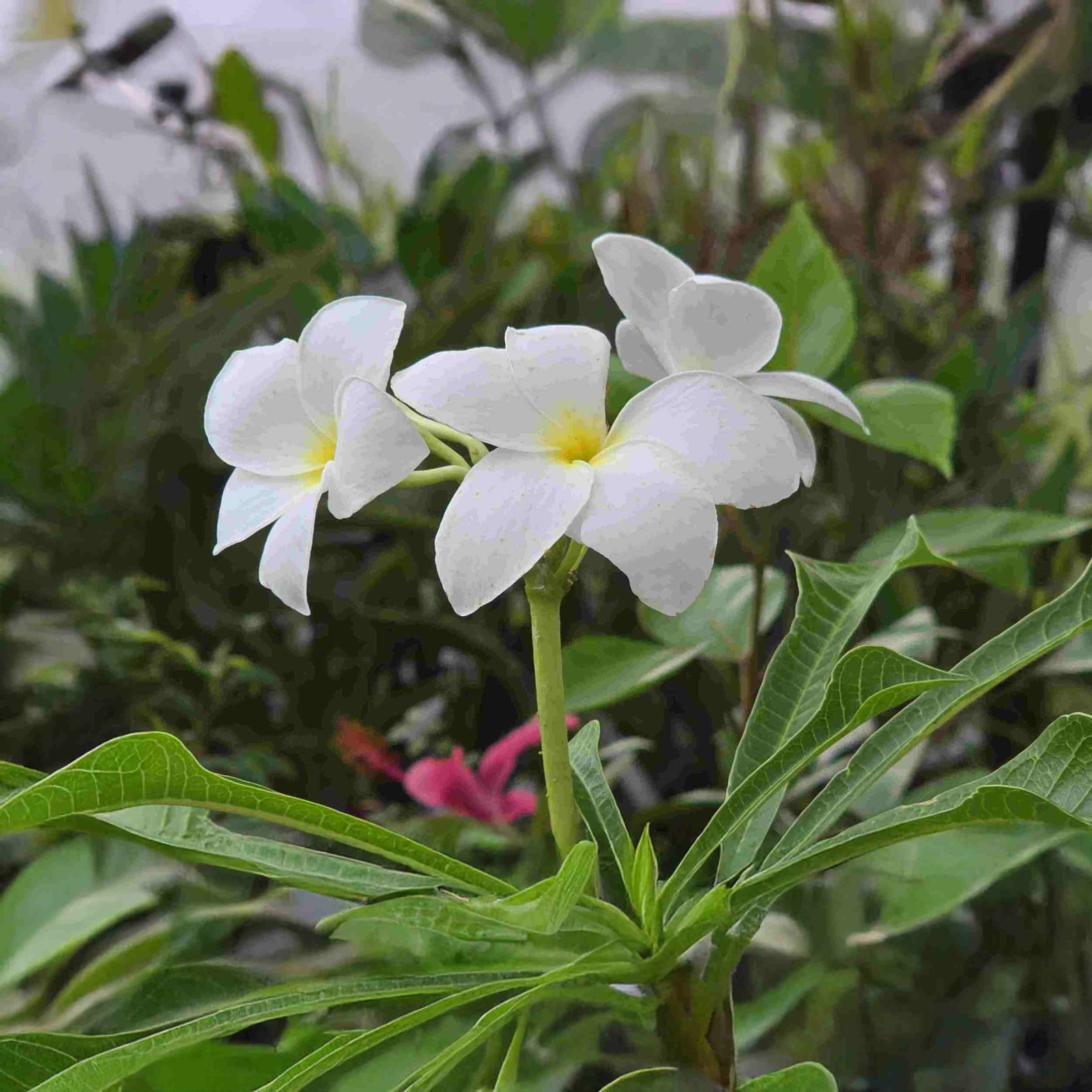 Plumeria Frangipani ‘Bridal Veil’ – Live Plant – White Yellow Bloom – 8-10″ Tall